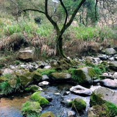 北山淩英手擀麵張用戶圖片