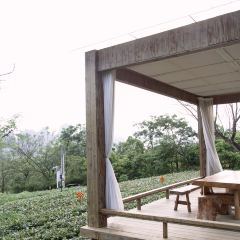 T三峰林茶谷野奢帐篷营地·T三茶宴 User Photo
