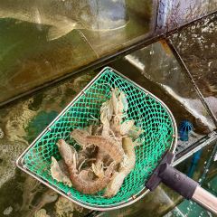 老船夫海鲜馆·本地人肯定·现捞鲜活海鲜(银滩店) User Photo