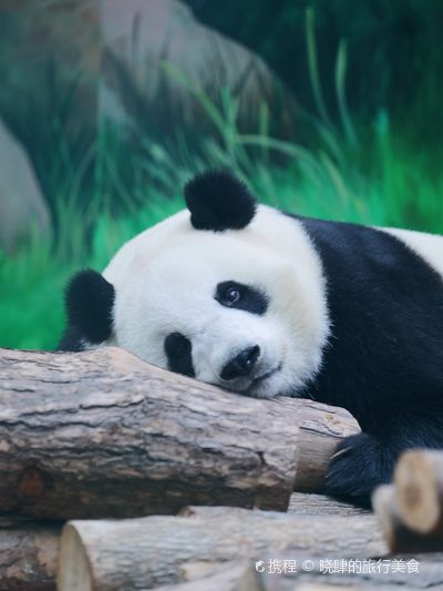 Beichuan Giant Panda Flora and Fauna Park