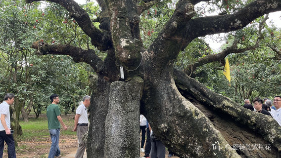 guang dong sheng gao zhou shi gen zi gong yuan li zhi