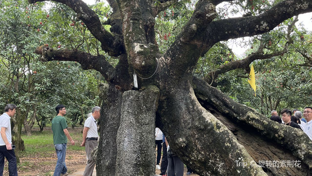 guang dong sheng gao zhou shi gen zi gong yuan li zhi