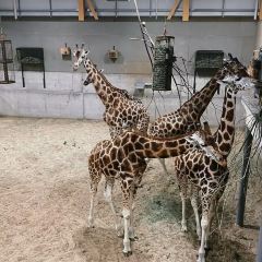 Hotel Chocolat Cafe User Photo