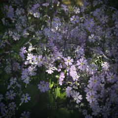 腾越荟·花园私厨 User Photo