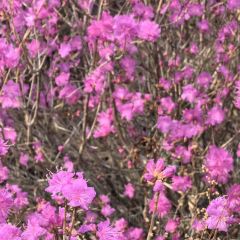 六国饭店 User Photo