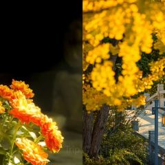 状元楼•台城大运河主题餐厅(古城景区店) User Photo