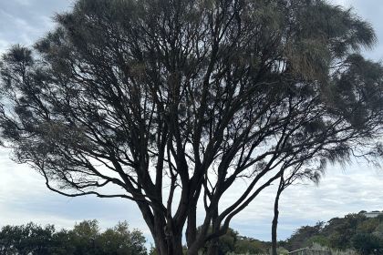 Portsea Hotel Bistro