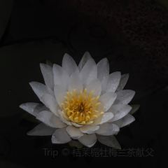 天池山云端木屋·茶香别院阳光餐厅 User Photo