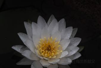 天池山云端木屋·茶香别院阳光餐厅 User Photo