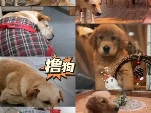 方糖