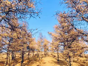 Hardeman Forest Park