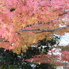 Irori Beniya User Photo