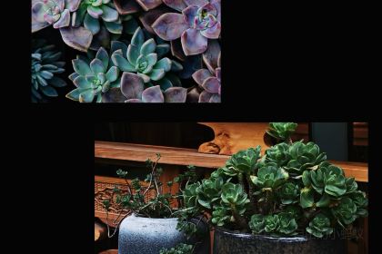 芋見張宜花園（鹽邊預告店）