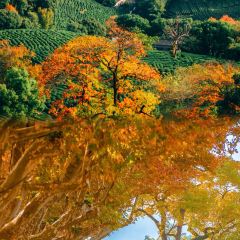 Laotaipo Restaurant (zhaoxia) User Photo