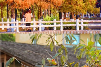 锦坡老牌姜母鸭(美食街店)