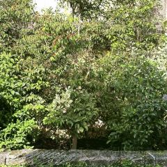 Bachour Bakery + Bistro User Photo