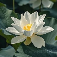 HOPE & SESAME SHENZHEN User Photo