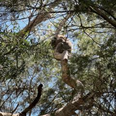Kafe Koala User Photo