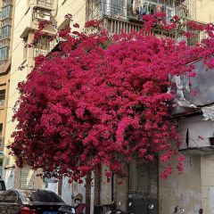 poker face coffee張用戶圖片