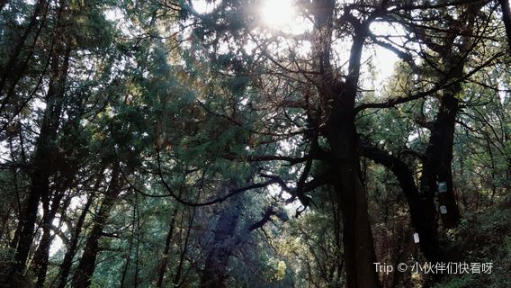 jin niu dao lan ma qiang