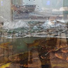 Hu shi yin he xian yu zhuang (lian hu lu) User Photo