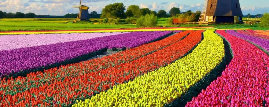 Holland Ridge Farms