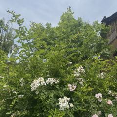 Ahnluh Guantang · All-Day Restaurant User Photo