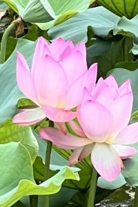 M226266**** 法拉盛福朋喜來登酒店優惠