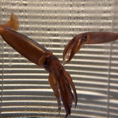 函館ダイニング雅家 User Photo