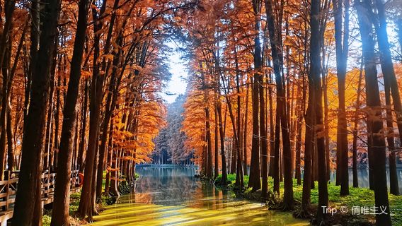 Xinghua Lixiahe Lizhong Provincial Wetland Park