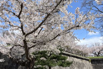 Menchuubo Ajisai Main Branch