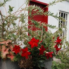 Chocolaterie de l'île d'Orléans St-Laurent User Photo