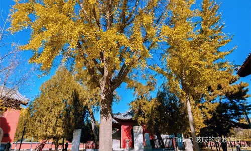 Shijiazhuang Pilu Temple Museum