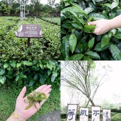 T三峰林茶谷野奢帐篷营地·T三茶宴 User Photo