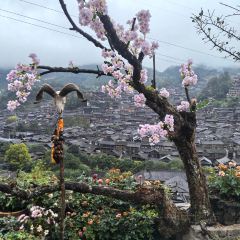 幽兰落 User Photo