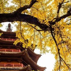 TAIHURENJIA·SUZHECAI User Photo