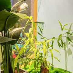 小泰象·泰國家庭菜張用戶圖片