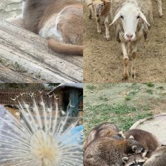 Little Panda Restaurant User Photo