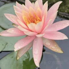 聚味轩酒楼(东升街店) User Photo