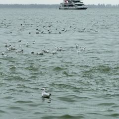 CHEN NIANG NIANG User Photo