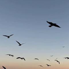 喜鼎海胆水饺(星海湾壹号店) 여행 사진