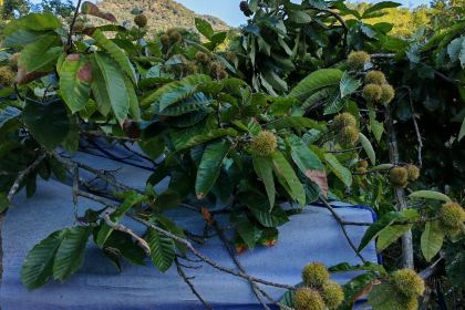 天缘阁素食餐厅