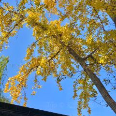 PURPLE MOUNTAIN GARDEN User Photo