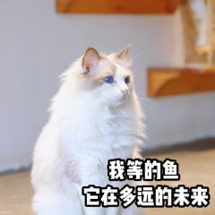 MioCat&Dessert猫咖 User Photo