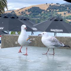 Akaroa Fish & Chips User Photo