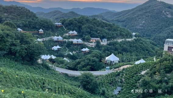 Tea Mountain