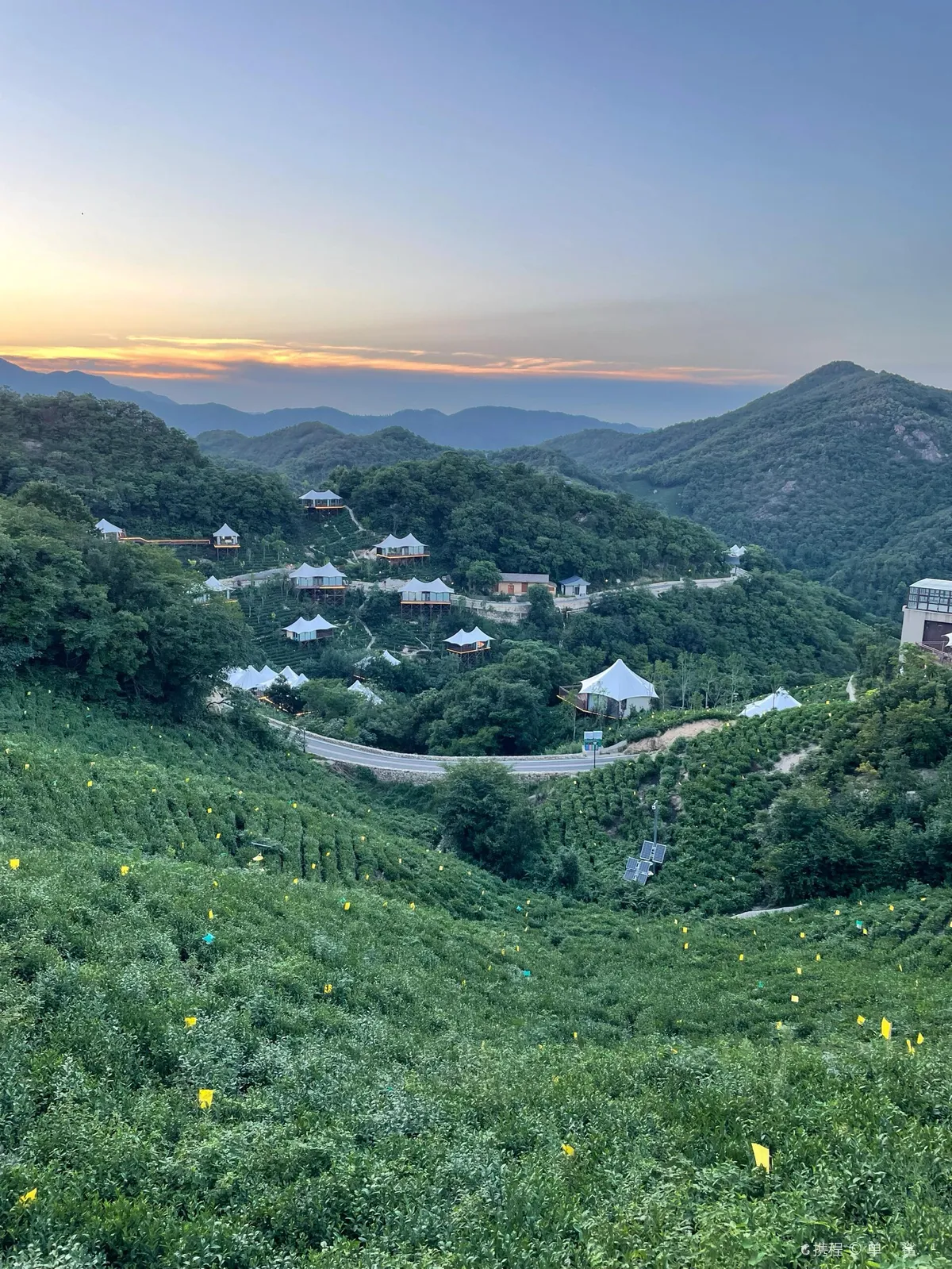 Tea Mountain
