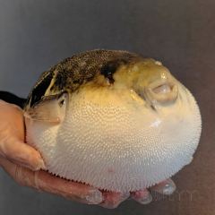 鲐赏河豚(徐汇店) User Photo