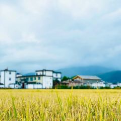 丽江飞鸟民谣酒吧(束河店) 여행 사진