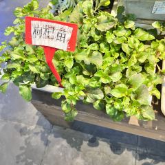 捌佰裡皖江別院張用戶圖片